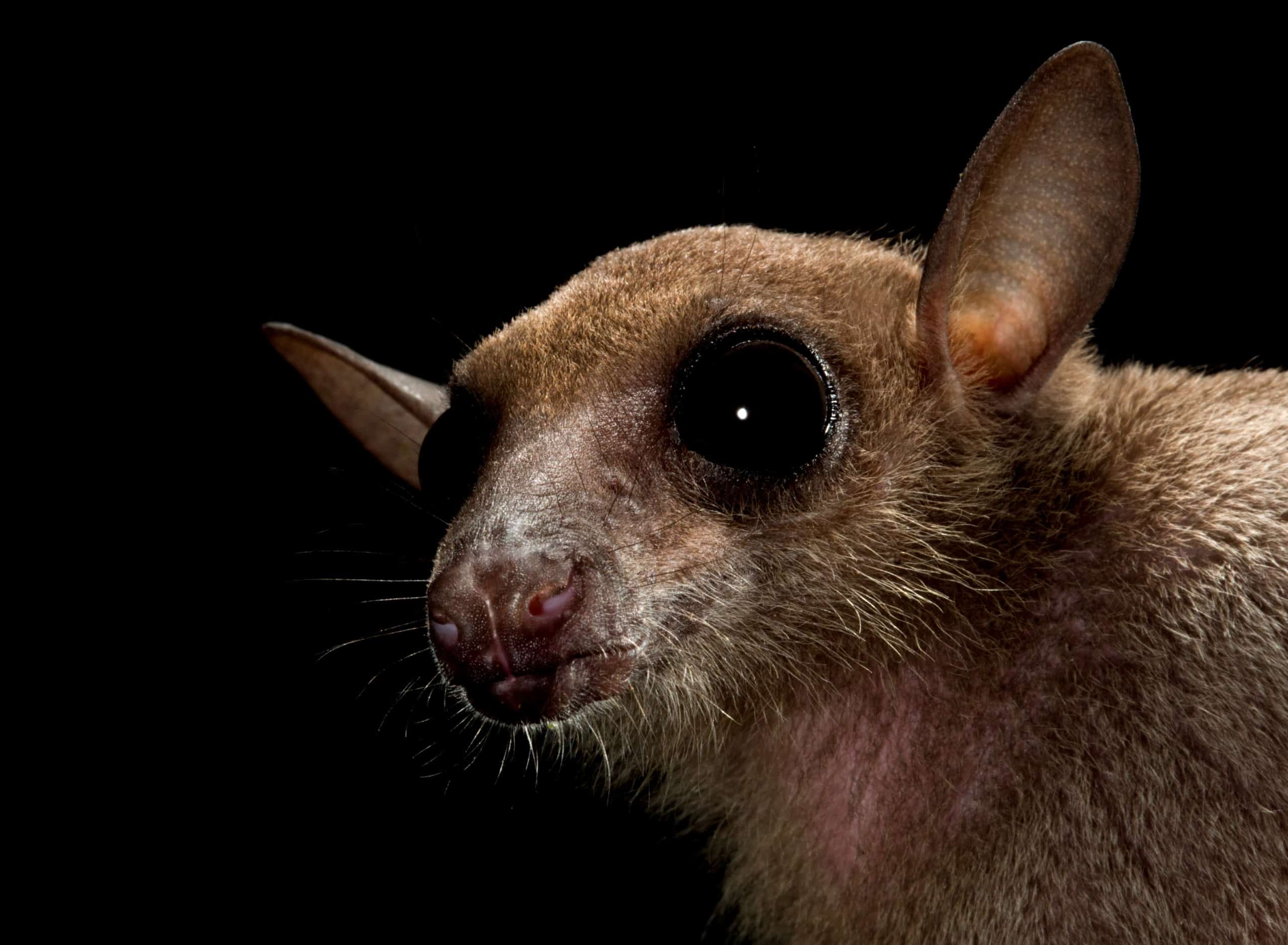 Home - Merlin Tuttle's Bat Conservation