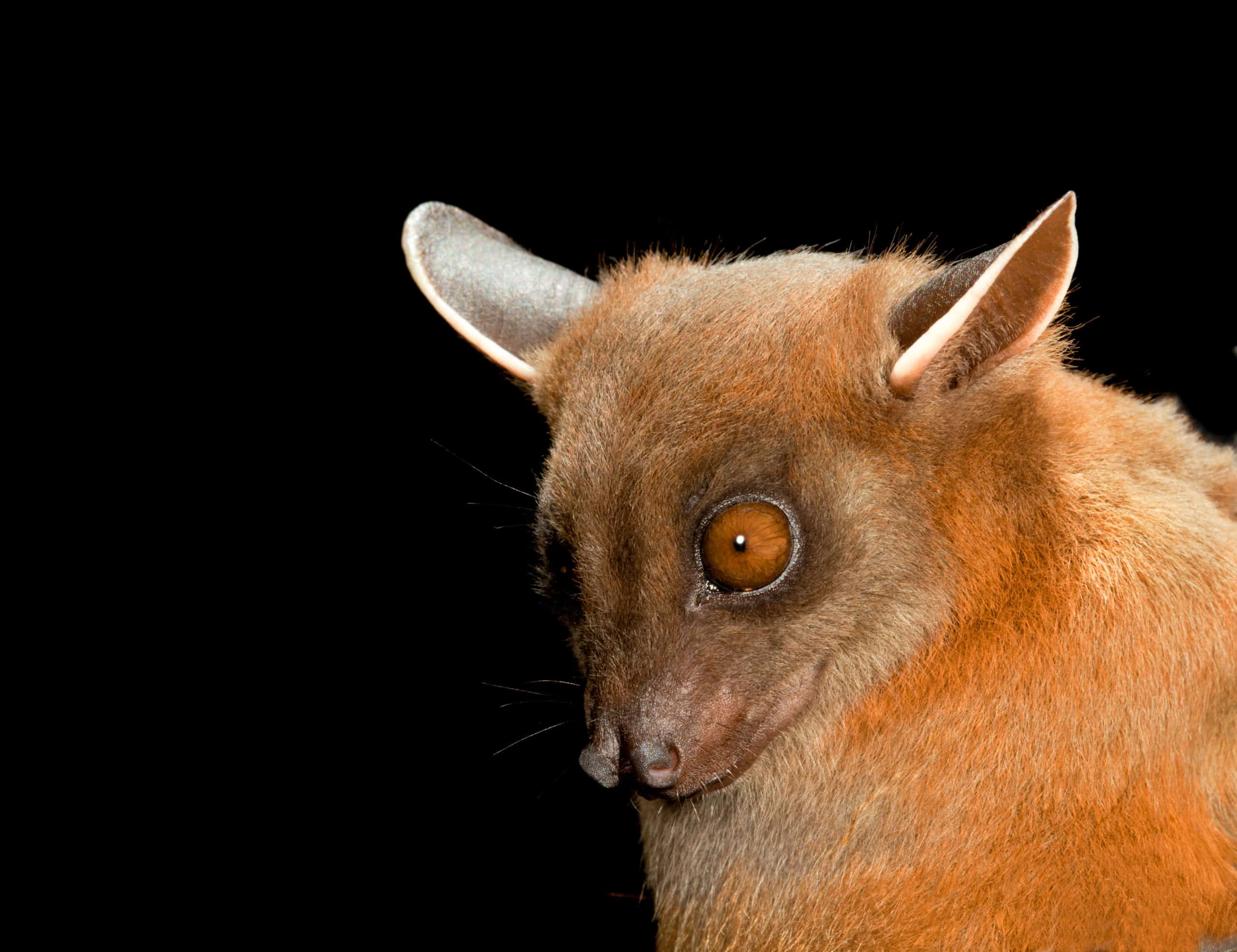 Many Bats and vampire pictures Greater-short-nosed-fruit-bat-cynopterus-sphinx-pteropodidae-3