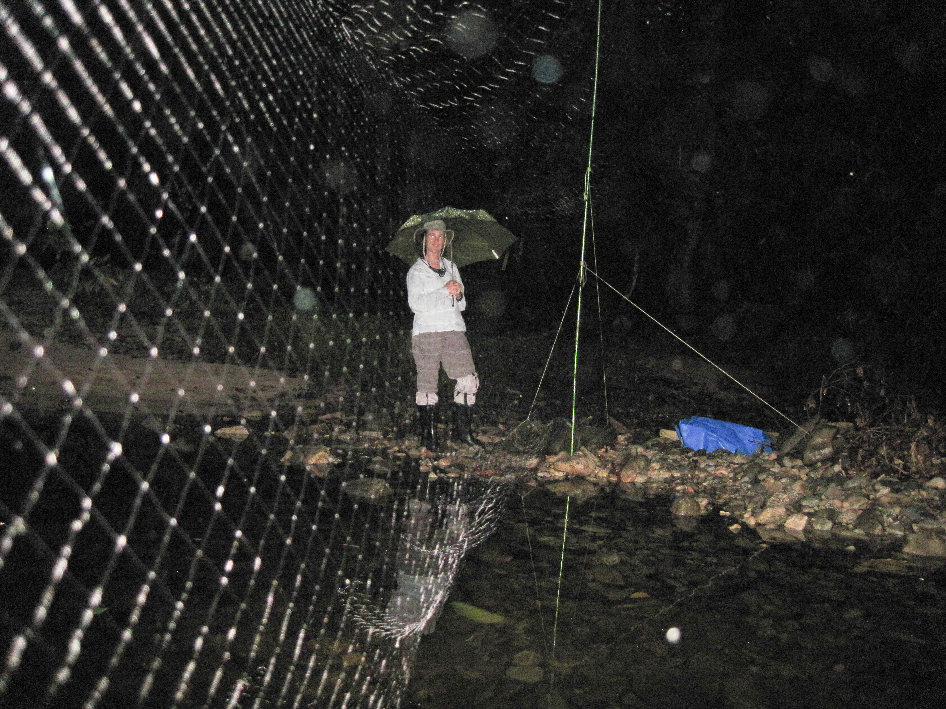 The Naked Bats of Hala Bala Wildlife Sanctuary - Merlin Tuttle's Bat  Conservation