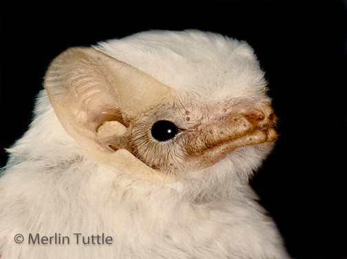 Northern Ghost Bats - Merlin Tuttle's Bat Conservation