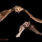 A mother minor epauletted fruit bat (Epomophorous labiatus) flying with her pup in Kenya.