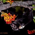 A spectacled flying fox (Pteropus conspicillatus)pollinating a black bean tree in Australia.