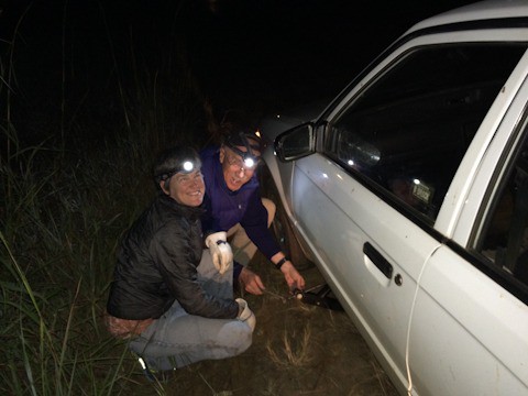 Paula and Merlin fixing a flat tire in South Africa, after a night of bat netting.