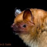(Myotis tricolor) Temminck's hairy bat