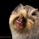 Short-eared trident bat (Cleotis persivali)