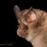 Peak-saddle horsehoe bat (Rhinolophus blasii)