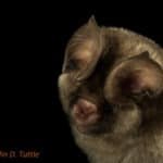 Sandevall's leaf-nosed bat, (Hipposideros caffer)