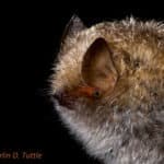 Lesser woolly bat (Kerivoula lanosa)