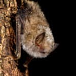 Lesser woolly bat (Kerivoula lanosa)