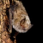 Lesser woolly bat (Kerivoula lanosa)