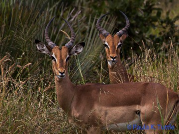 Impala, Kruger Nat'l Pk, S. Africa