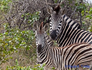 Burchell's zebra, mother and foal, Kruger Nat'l Pk, S. Africa