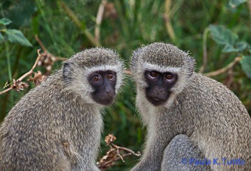 Vervet monkeys, Kruger Nat'l Pk, S. Africa