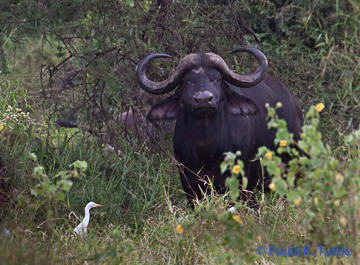 Bull buffalo, Kruger Nat'l Pk, S. Africa