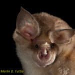 Rhinolophus mehelyi (Mehely's Horseshoe Bat)