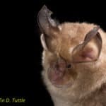 Mediterranean Horseshoe Bat (R. euryale)