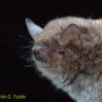 Myotis capaccinii (Long-fingered Bat)