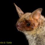 Myotis myotis (Greater mouse-eared bat)
