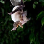 (Rhinolophus mehelyi) Mehelyi's horshoe bat with a moth