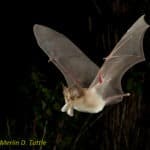 Rhinolophus mehelyi) Mehelyi's horshoe bat eating a moth in flight
