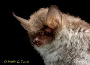 Naterer's Bat (Myotis nattereri)