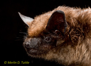 Serotine Bat (Eptesicus serotinus)