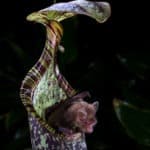 Woolly bat emerging from a Nepenthes hemsleyana pitcher