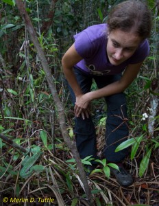 Caroline Schoner looks for pitcher plants containing bats and discovers a pit viper