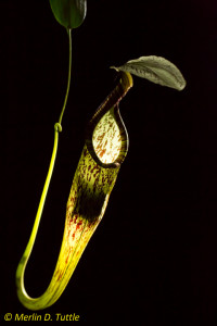 Hardwicke's Woolly Bat roosting in a pitcher plant
