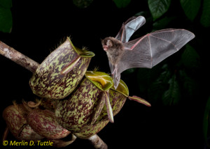 Wolly bat investigating an N. ampullaria pitchers to find one drained of water.