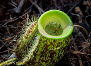 Insect trapped in N. ampullaria. Spines provide a ladder for climbing insects.