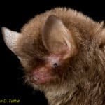 Hardwicke's woolly bat