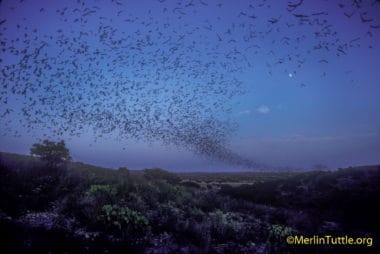 Millions of Brazilian free-tailed bats emerging from Frio Cave Texas.