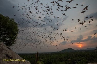 Chaerephon plicatus, Asian wrinkle-lipped bats