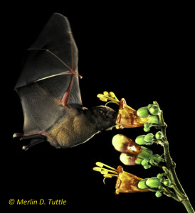 A brown long-tongued bat (Glossophaga commissarisi) is pollinating a Tricanthera flower in Panama. Pollination