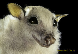 Minor epauletted bat (Epomophorous labiatus minor) from Kenya. 