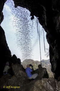 Merlin sits inside the Vihear Luong Cave entrance photographing the Asian wrinkle-lipped bat (Chaerephon plicatus) emerging at sunset along the high ceiling of the cave.