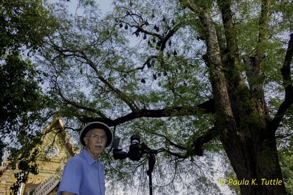 Merlin photographing a Lyle's flying fox colony at a temple in Thailand