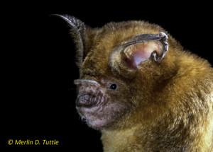 Intermediate roundleaf bat (Hipposideros larvatus) 