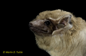 Black-bearded tomb bat (Taphozous melanopogon)