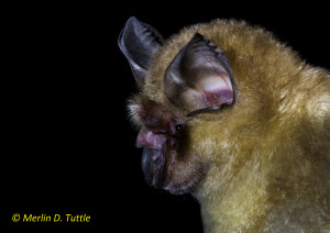 Shamel's horseshoe bat (Rhinolophus shameli), Phnom Kulen National Park, Siem Reap District, Cambodia