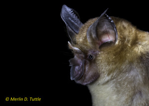 Malayan horseshoe bat, (Rhinolophus mayayanus) Phnom Kulen National Park, Siem Reap District, Cambodia