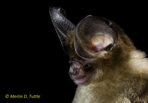 (Hipposiderous pomona) Large-eared roundleaf bat, Phnom Kulen National Park, Siem Reap District, Cambodia
