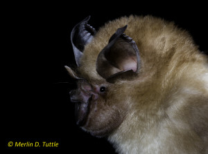 (Rhinolophus microglobosus) Phnom Kulen National Park, Siem Reap District, Cambodia