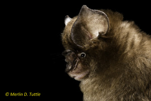 Cantor's roundleaf bat (Hipposideros galeratus) Phnom Kulen National Park, Siem Reap District, Cambodia