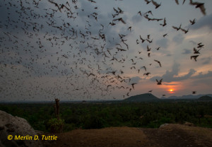 Battambang Bat Cave