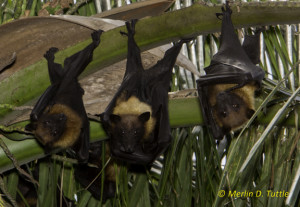 Tres amigos (Pteropus lylei) in a palm tree in Thailand