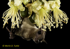 Cave Nectar Bat pollinates durian.