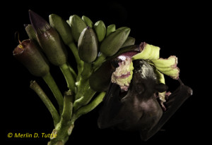 Cave Nectar Bat pollinating Oroxylum indicum