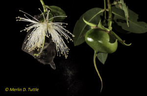 Cave Nectar Bat pollinating mangrove flowers